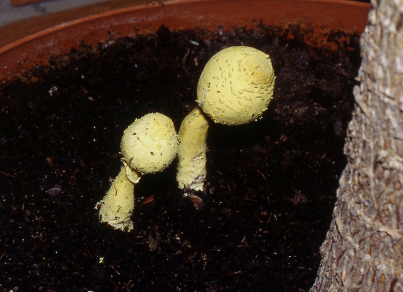 Ancora un fungo per Enzo.....